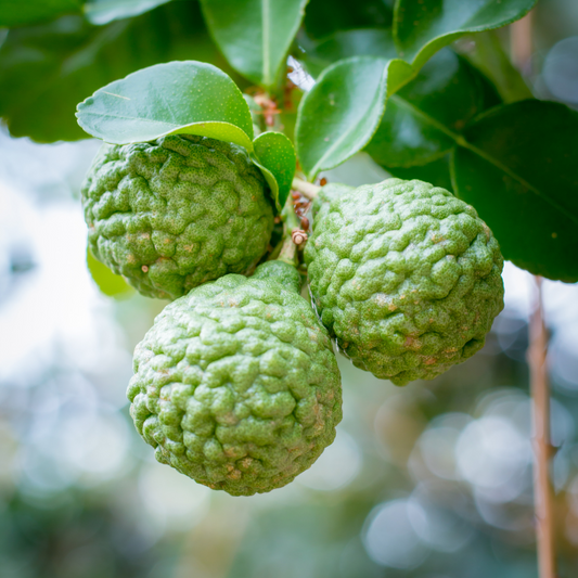 Citrus Aurantium Bergamica - Did You Know?