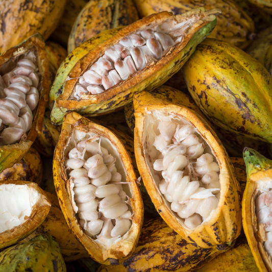 Theobroma Cacao - Did You Know?