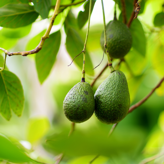 Persea Gratissima Oil - Did You Know?