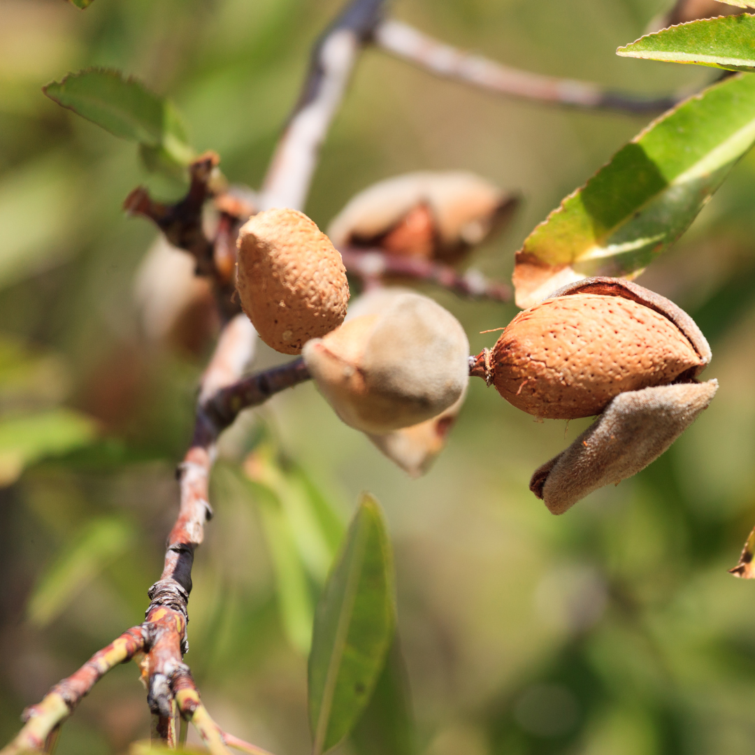 Prunus Amygdalus Dulcis - Did You Know?