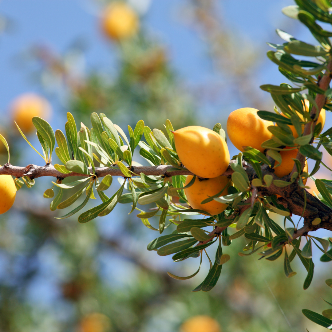 Argania Spinosa - Did You Know?