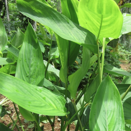 Maranta Arundinacea Root Powder - Did You Know?