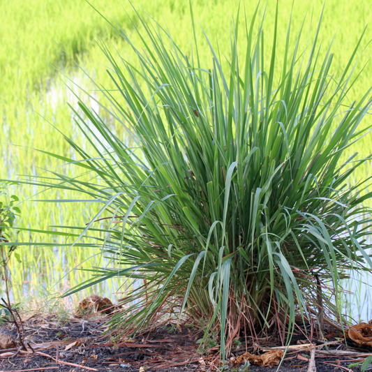 Cymbopogon Schoenanthus - Did You Know?