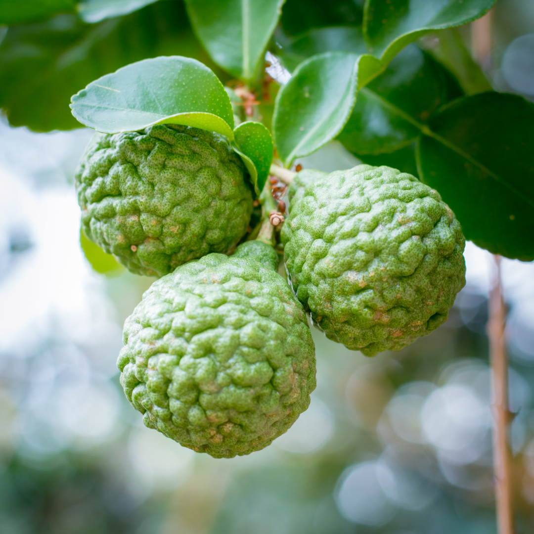 Citrus Aurantium Bergamica - Did You Know?