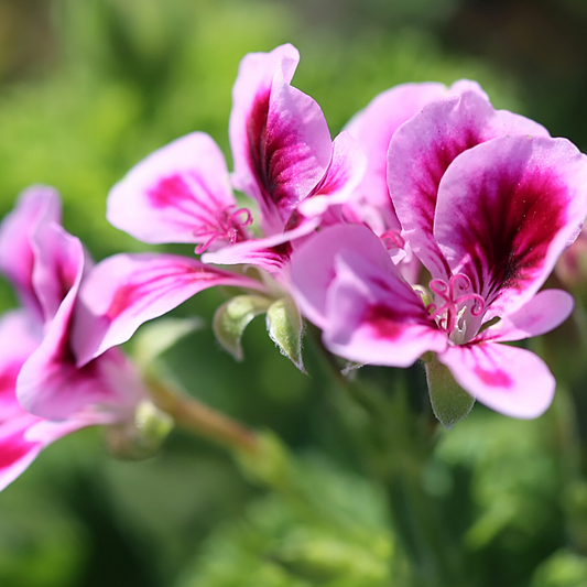 Geranium Rose - Did You Know?