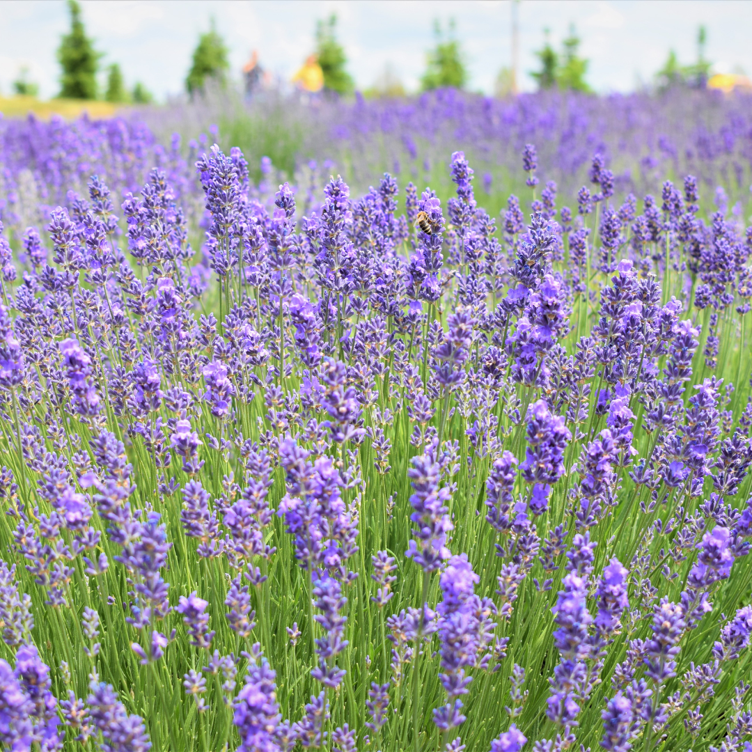 Lavandula Angustifolia - Did You Know?