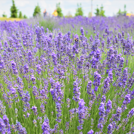 Lavandula Angustifolia - Did You Know?