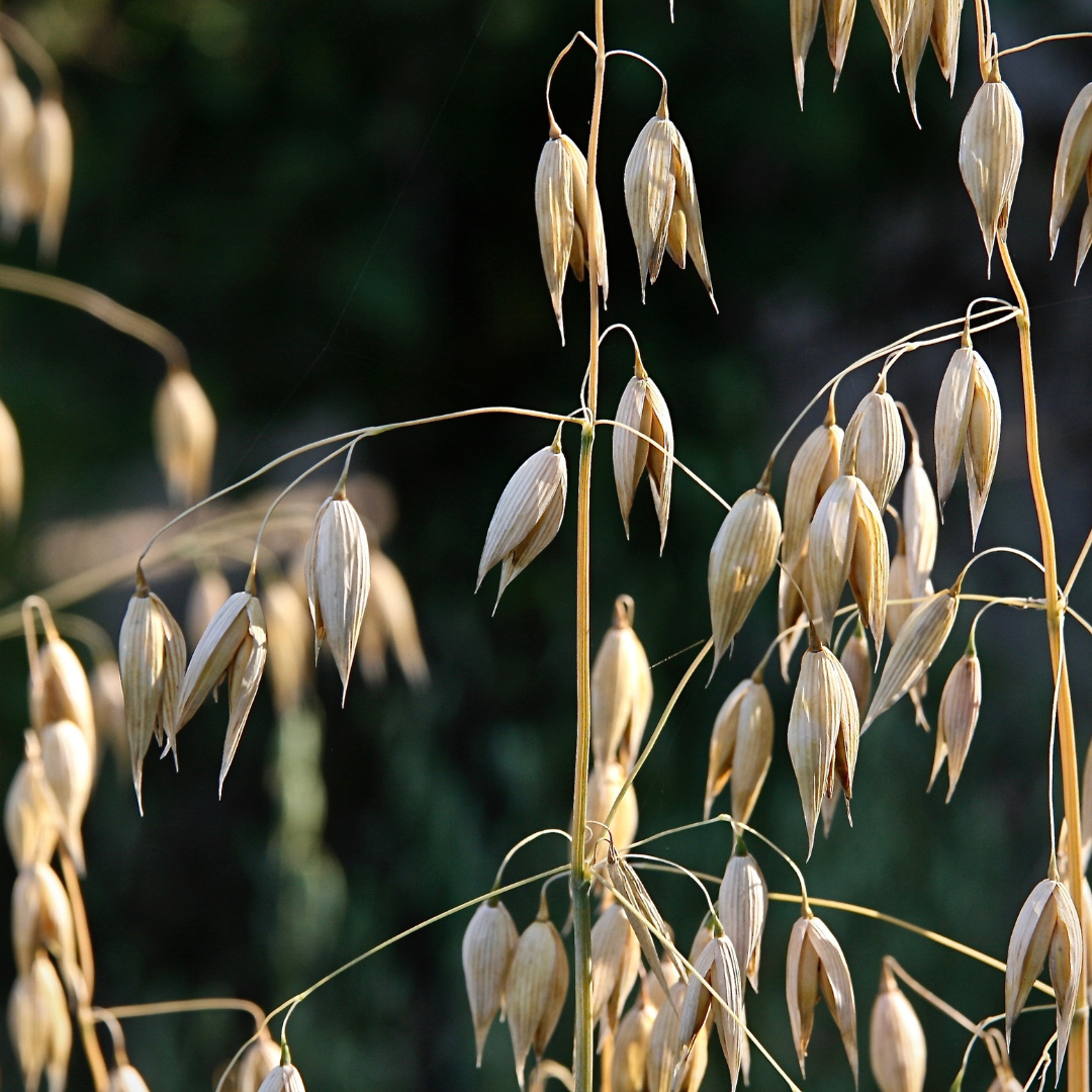 Avena Sativa - Did You Know?