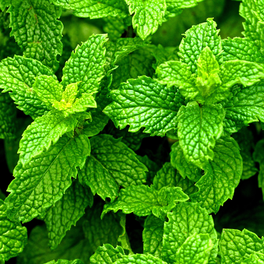 Mentha Piperita - Did You Know?