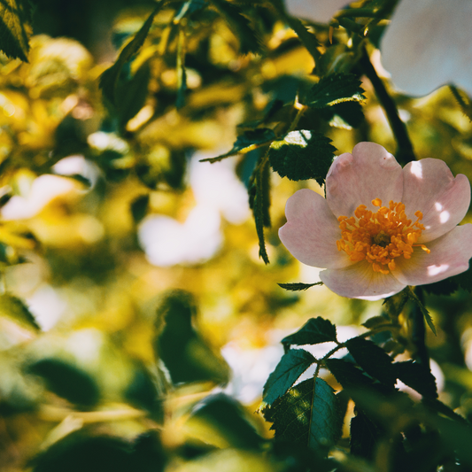 Rosa Canina - Did You Know?