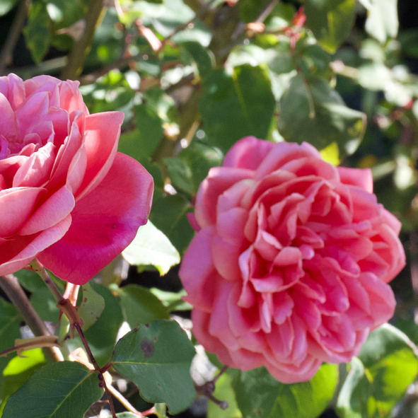 Rosa Centifolia - Did You Know?
