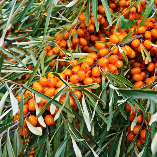 Hippophae Rhamnoides - Did You Know?