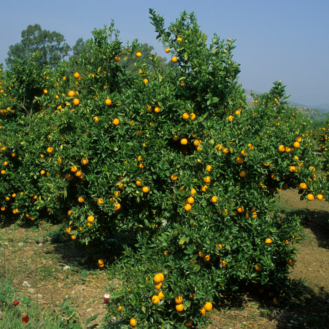 Citrus Sinensis - Did You Know?