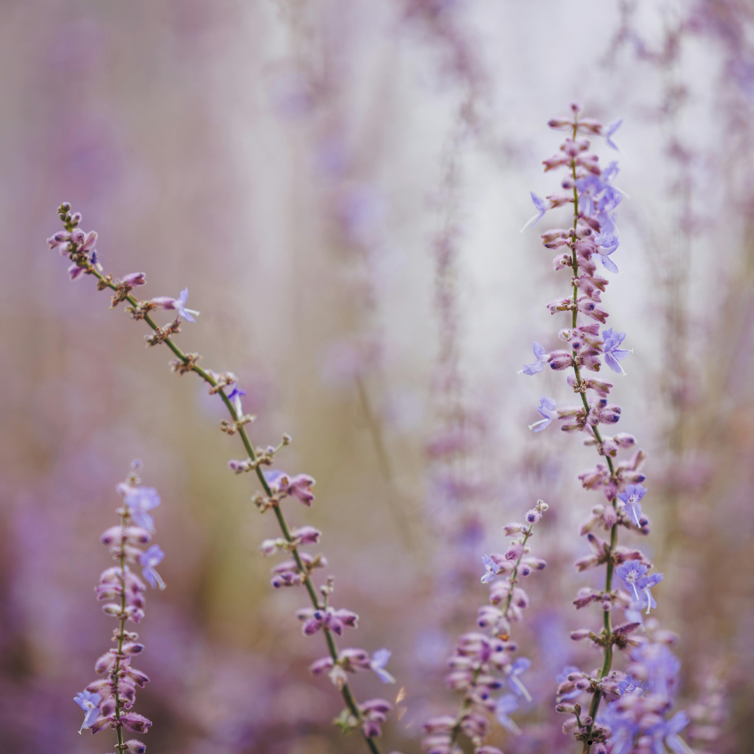 Lavender plant
